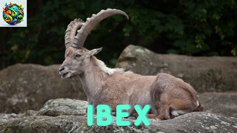  Ibex: Descubriendo un Maestro del Terreno Vertical