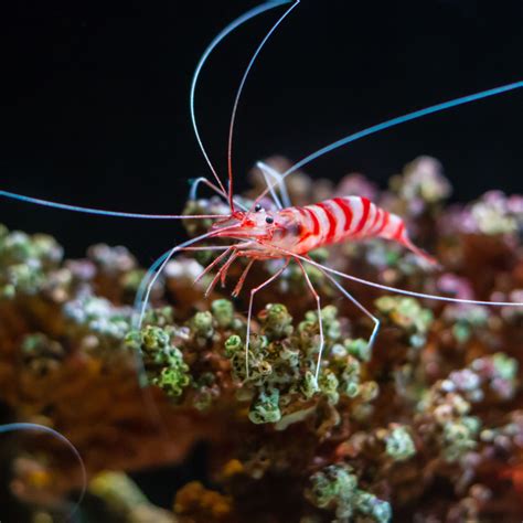 Striped Shrimp: A Crustacean Wonder With Legs Like Tiny Tentacles!