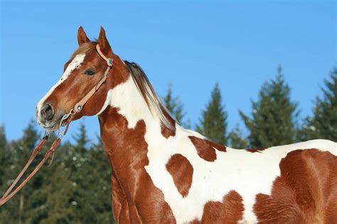 What Does a Paint Horse Look Like? And Why Do They Always Seem to Be Smiling?